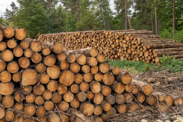 Stacks of felled timber.