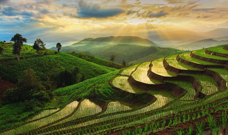 Terrraced rice field