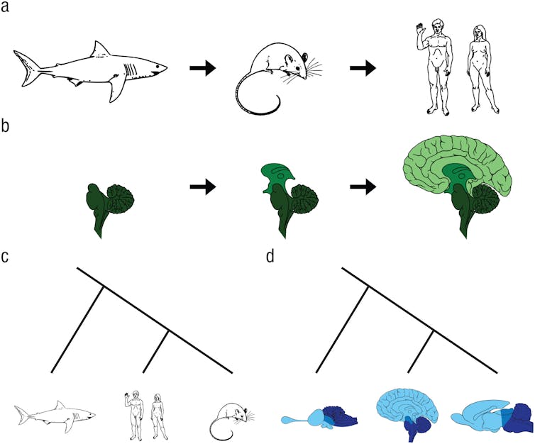 No tenemos cerebro de reptiles 1 file 20250424 56 xdtb8y.jpg?ixlib=rb 4.1