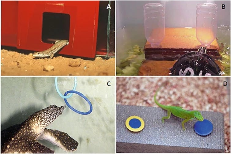 No tenemos cerebro de reptiles 2 file 20250424 68 z7thxj.jpg?ixlib=rb 4.1