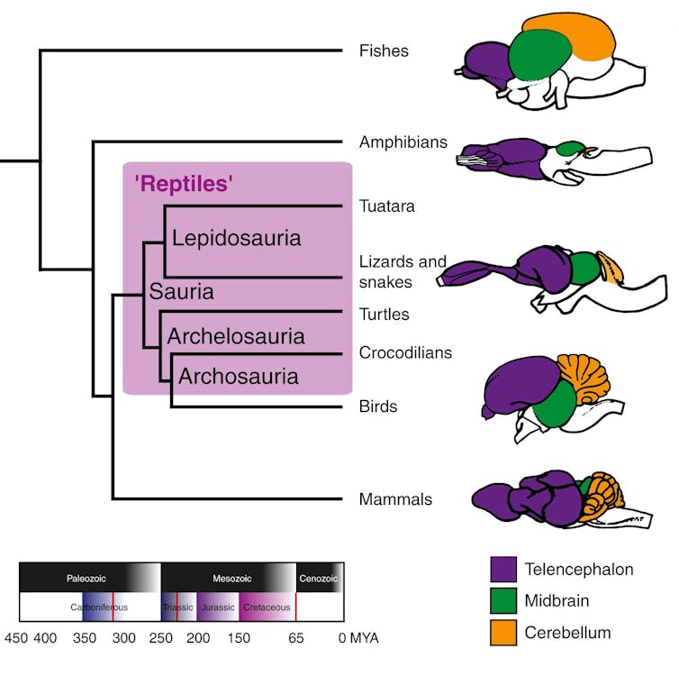 No tenemos cerebro de reptiles 3 file 20250424 56 w1we9n.jpg?ixlib=rb 4.1