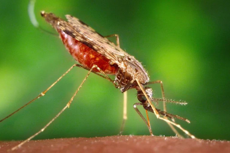 A long-legged insect with its head down