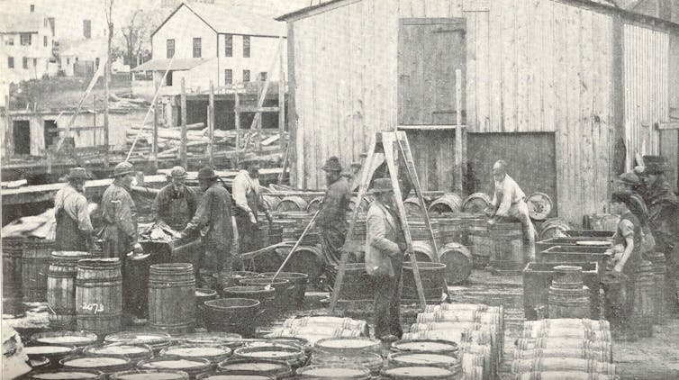 People and barrels of fish fill a wharf area in a historical black-and-white image.