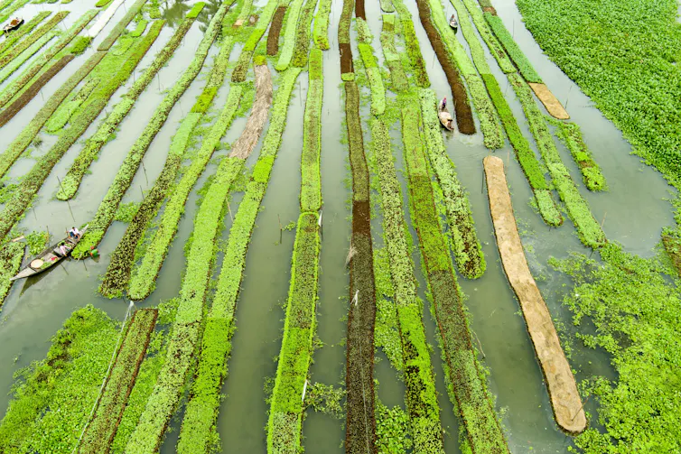aerial shot of floating green veg growing on water