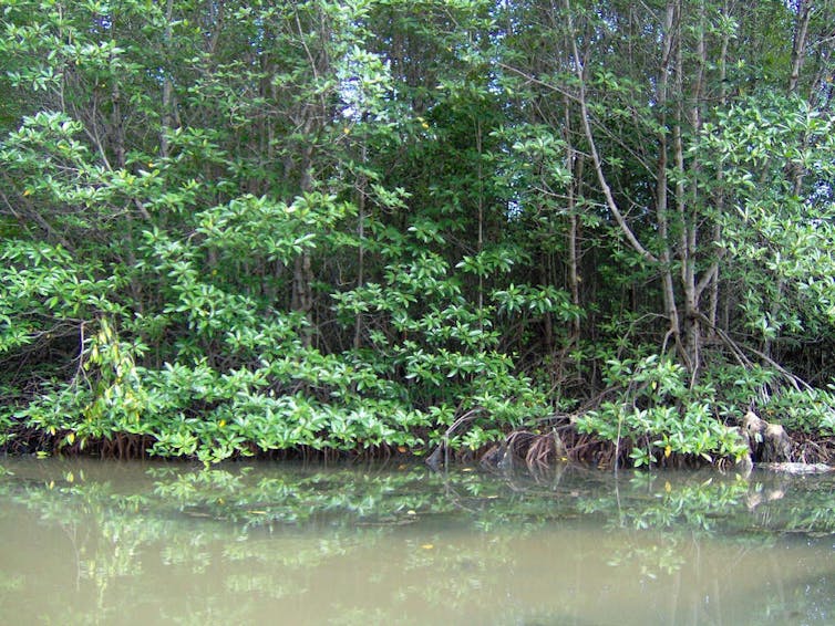 Tall mangroves line a river bank.