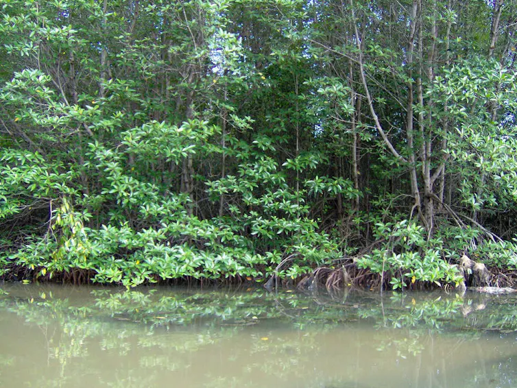Tall mangroves line a river bank.