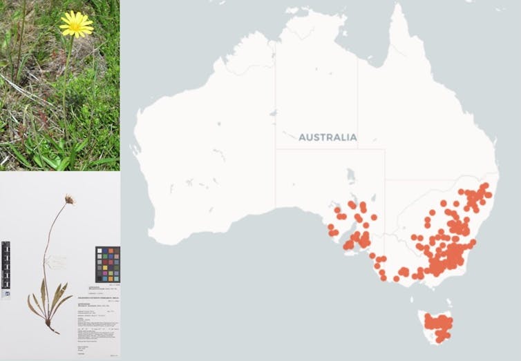 A composite image showing a photo of a yam daisy, image of the specimen in the collection and map showing specimen collection locations across Australia.