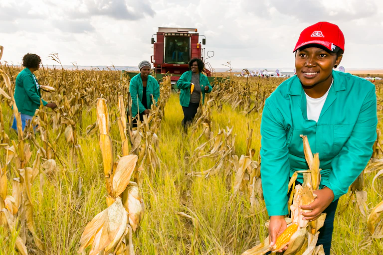 Women harvesting maize in a field