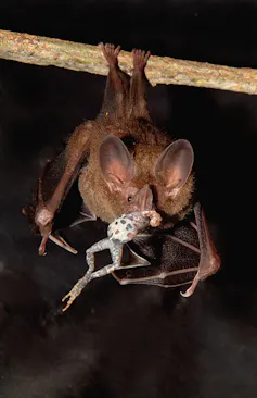 Bat eating frog