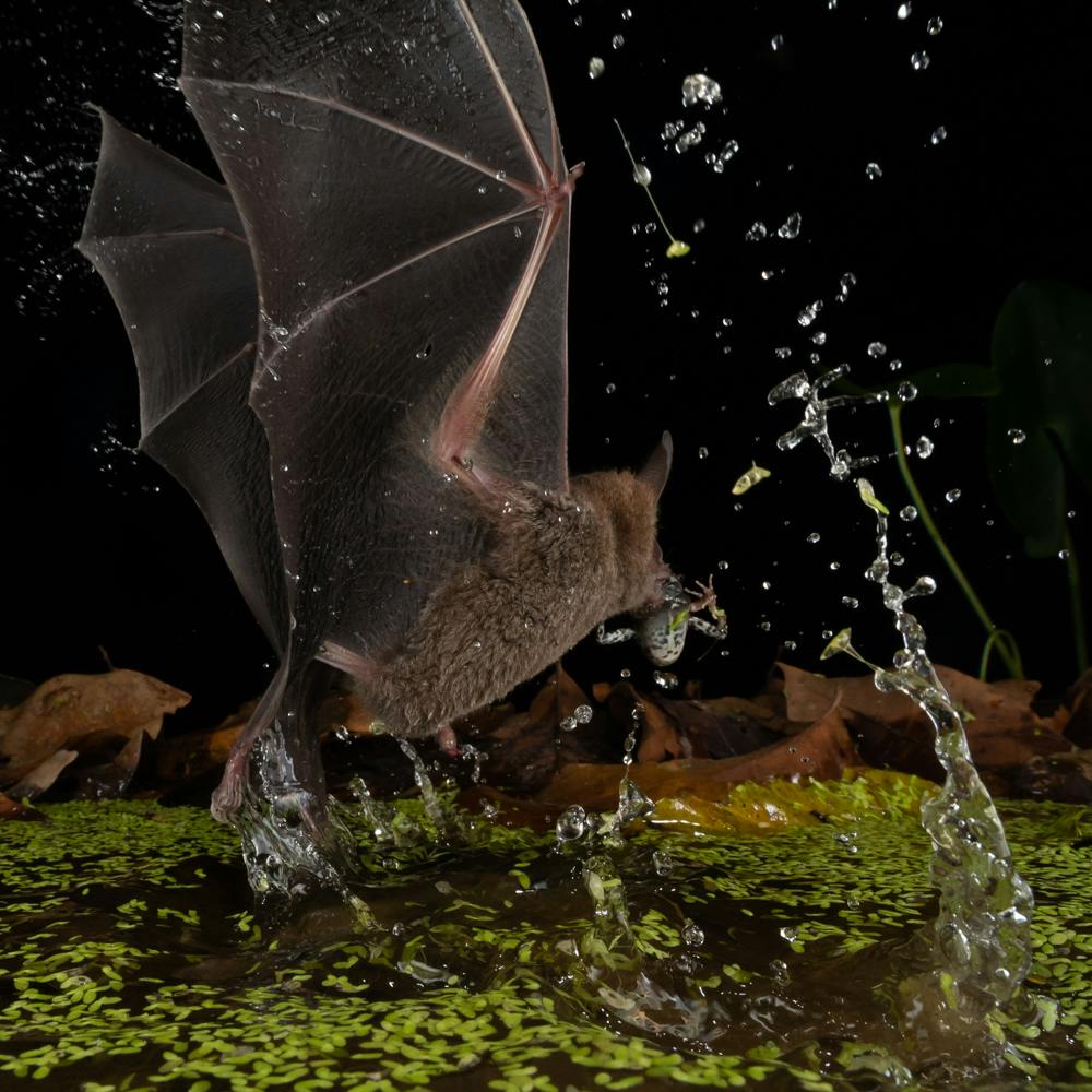 Young bats learn to be discriminating when listening for their next ...