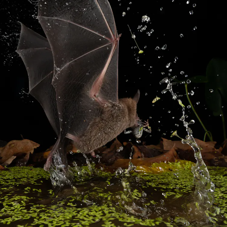 Bat capturing frog from a pond