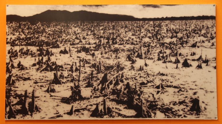 A photo in a museum shows a broad area of destroyed mangroves with no leaves