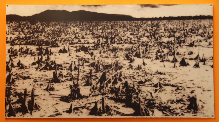 A photo in a museum shows a broad area of destroyed mangroves with no leaves