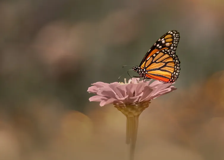 A butterfly on a flower.