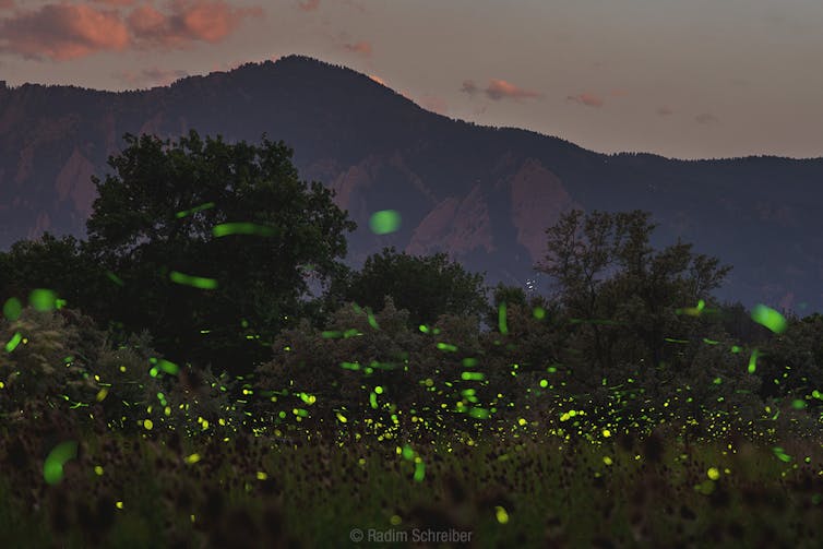 Long-exposure photo of fireflies over a grassy field at dusk, with Boulder’s Flatirons in the background.