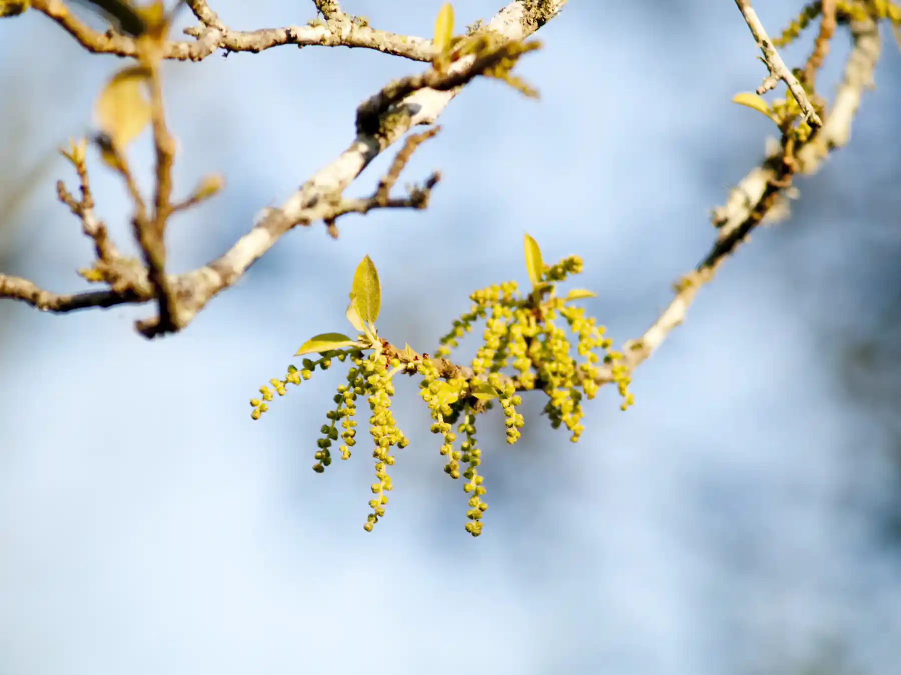 'Perfect Storm': Expert Reveals Why Pollen Allergies Are Getting Worse ...