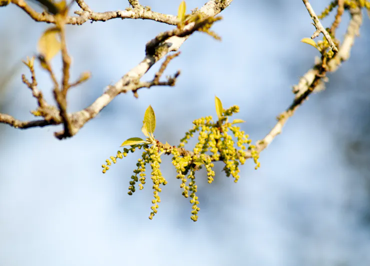 Tiny flowers on a live oak tree.