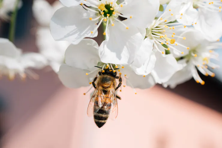 A bee noses into a white flower.