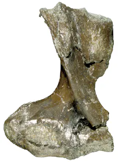 Close-up of a textured bone with a flared base.