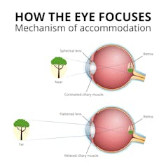 if our eyes see upside down, how does the brain flip the picture?