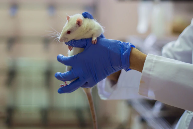 Gros plan d'un rat tenu par un scientifique.