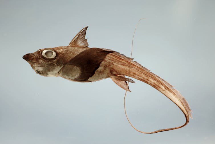 a small fish with a long wispy tail