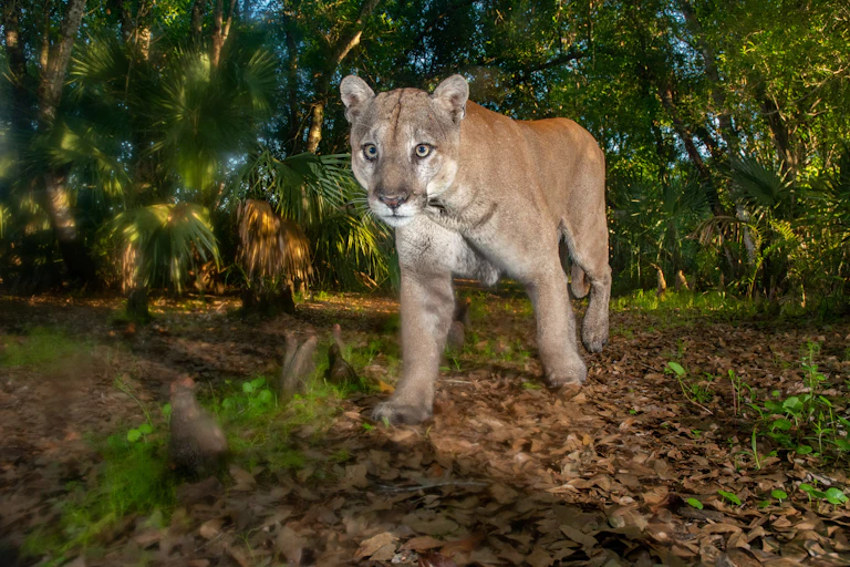 Tan panther walks through lush wooded area