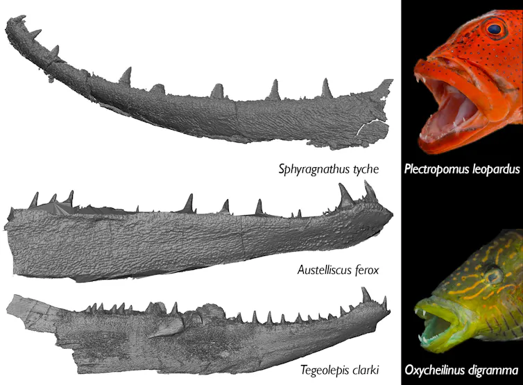 three lower jaw bones on the left, two reconstructions of prehistoric fish on the right