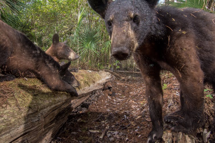 Two bears rub up against a log on ground while another bear stands nearby
