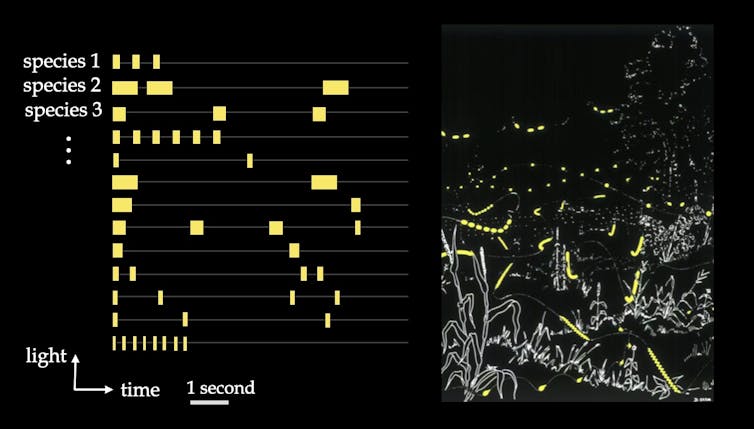 A graph of species flash patterns is on the left with a visual representation to the right of plants and yellow flashes of fireflies.