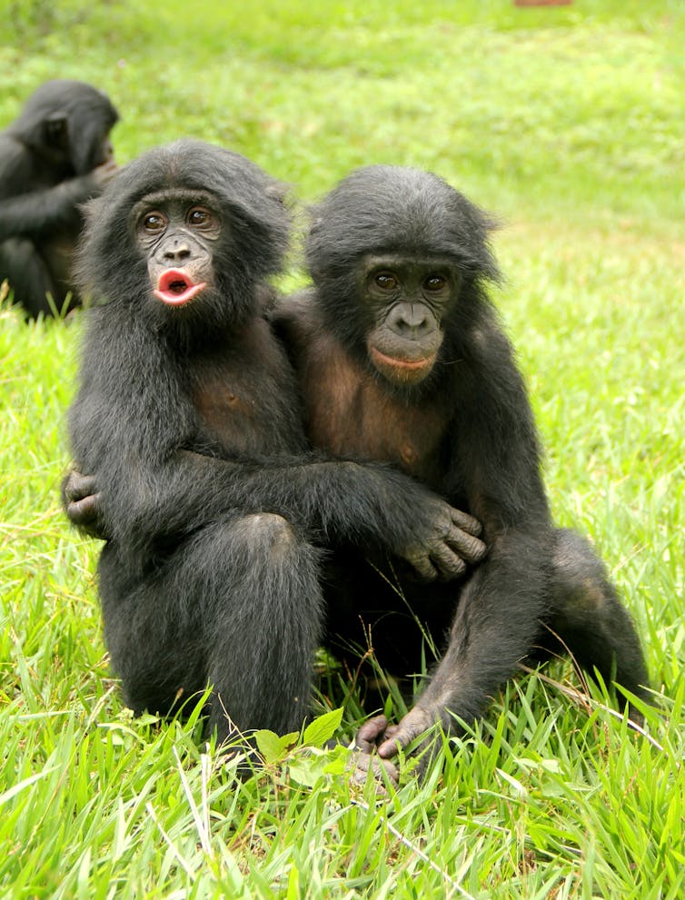 Our ape cousins display us empathy has deep evolutionary roots – new analysis 1 two bonobo juveniles embracing