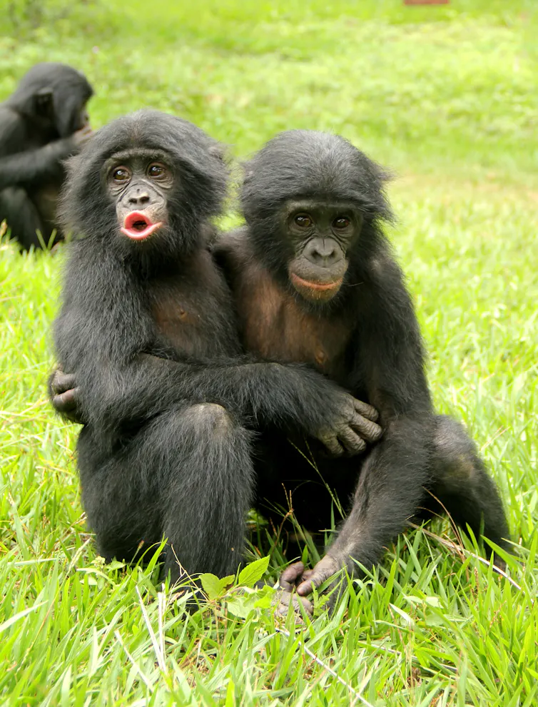 two bonobo juveniles embracing