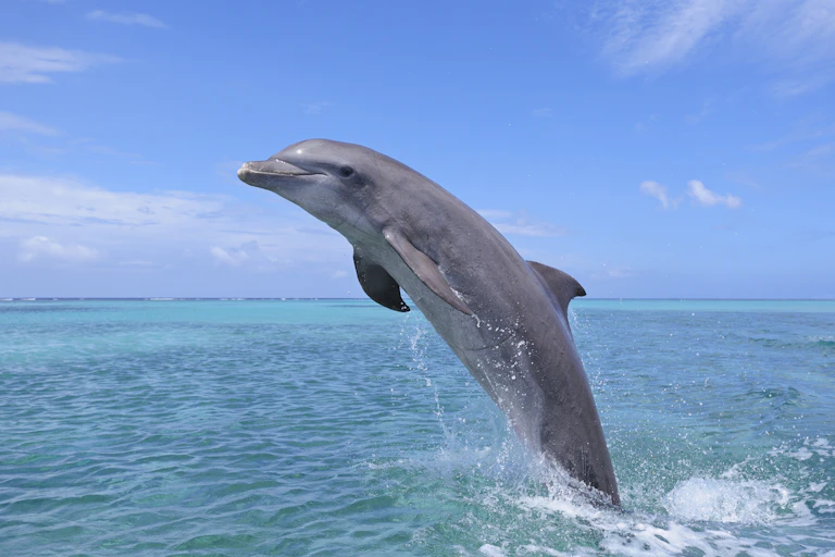 Against a blue sky, a bottlenose dolphin leaps out of a turquoise sea.