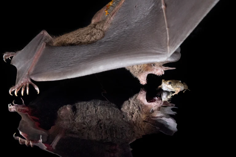 A bat with its wings spread and teeth showing in open mouth lunges toward a small frog.