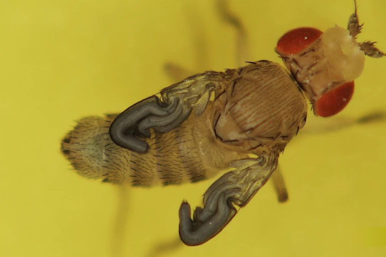 Une mouche à la sortie de sa pupe