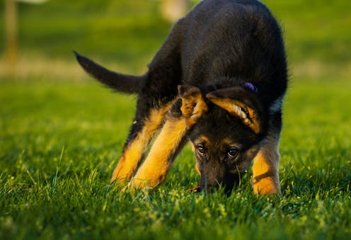 Why do dogs eat poo? A canine scientist explains
