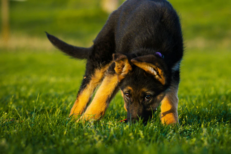 A black german shepherd puppy eats something from the grass while looking guilty at the camera.