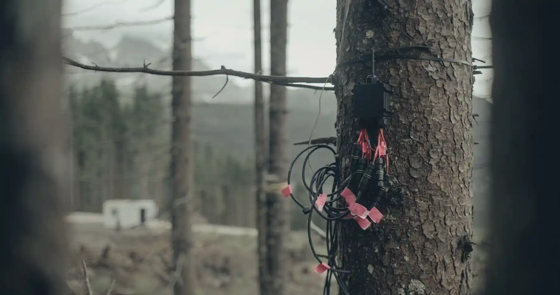 ‘A living collective’: study shows trees synchronise electrical signals ...