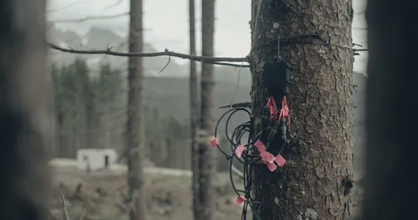 sensores y cables unidos al árbol