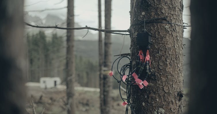 sensors and wires attached to tree