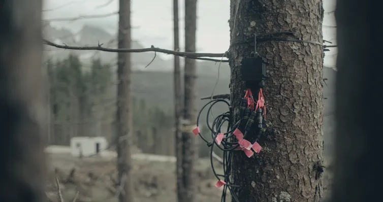 sensors and wires attached to tree
