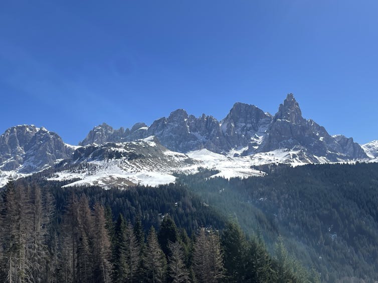 snow-capped mountains and forest