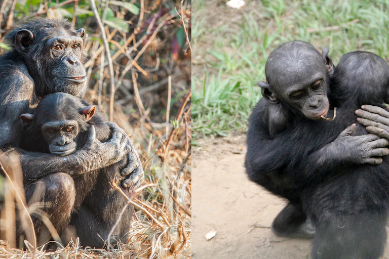 Chimpanzee mother and juvenile embracing and two bonobo juveniles embracing