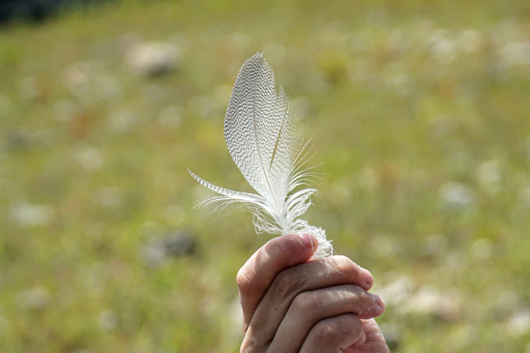 Gros plan d'une main tenant une plume blanche.