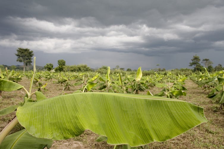 Plantas de plátano creciendo bajo un cielo gris.