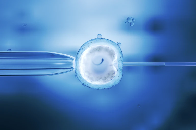 Fécondation in vitro d'un ovocyte par un spermatozoïde d'oeuf