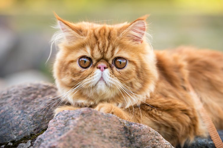 Ginger Persian cat laying on some rocks.
