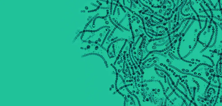 Gut bacteria