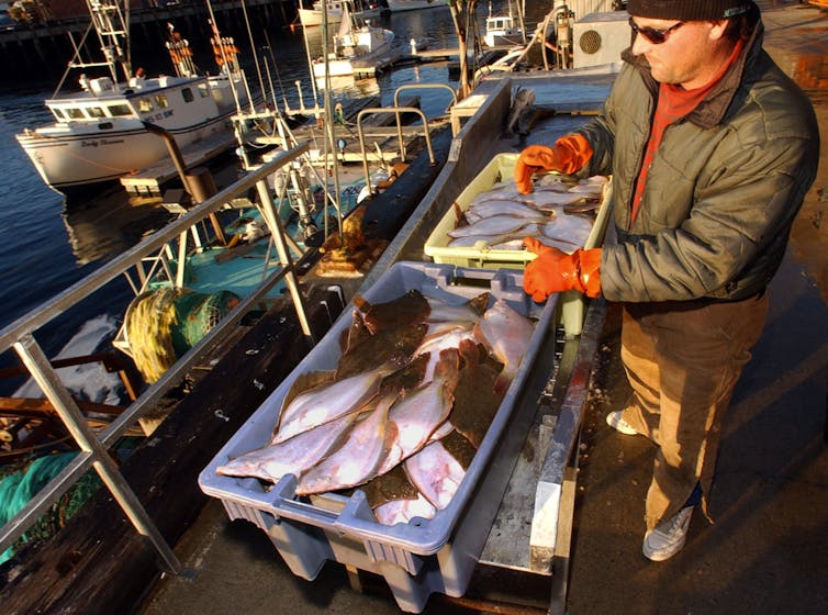 A fisherman wearing thick gloves lifts a tray of fish, with boats in the background.