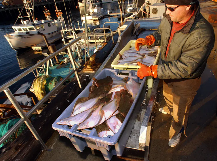 A fisherman wearing thick gloves lifts a tray of fish, with boats in the background.